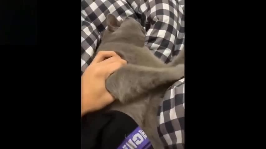 iFunVideos Best Videos to change your mood. πΆπ± ANIMAL FUNNY VIDEOS πΆπ±