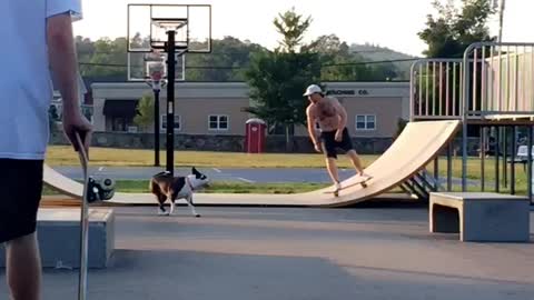 Pitbull wants to skateboard