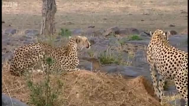 Solitary Females | Big Cat Family Histories | BBC Earth