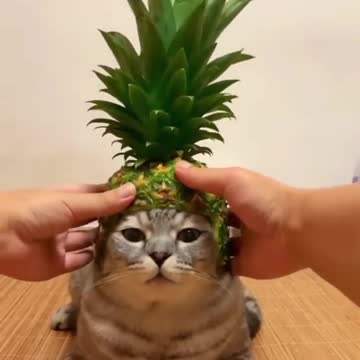 s Moments Clips #shorts Video😂_ #trending #animals #funny #reels