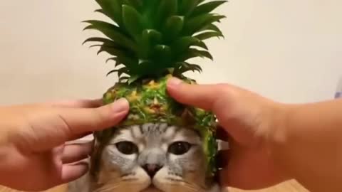 s Moments Clips #shorts Video😂_ #trending #animals #funny #reels