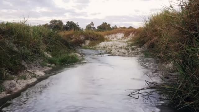 Hippo vs Lion Clan | Natural World | BBC Earth