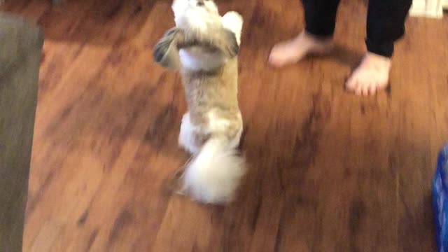 Shih Tzu can't contain her excitement when it's time for treats