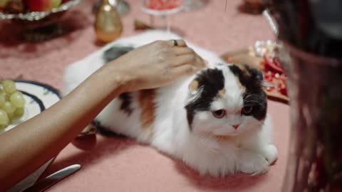 Watch the cute cat sitting at the table