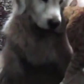 PETS NEVER LIE ABOUT LOVE-41 #shorts