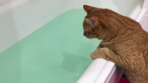 Cats Like to Bath - Bathing Cats #1