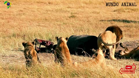 Quando o leão ataca hiena na savana