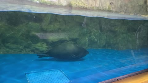 Aquarium Cute Seal Swimming