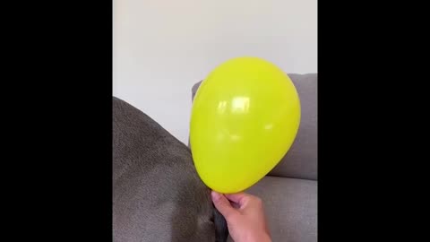 Funny Balloon Trick