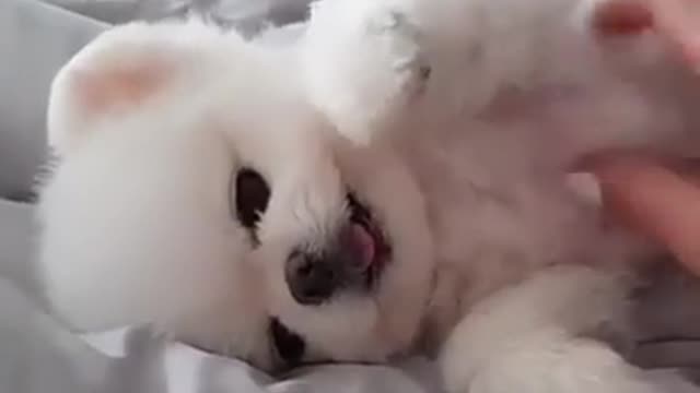 Funny dogs dancing and sleep dog