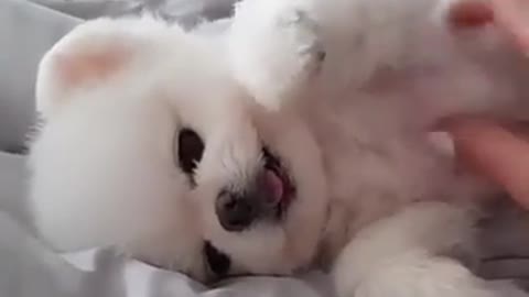 Funny dogs dancing and sleep dog