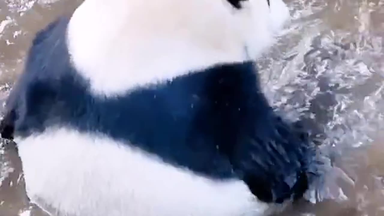 Panda 🐼 splashes in 💦 puddle.# panda#plays#water
