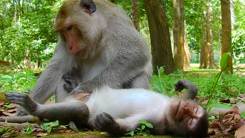 Mother Baby Monkeys on The Field