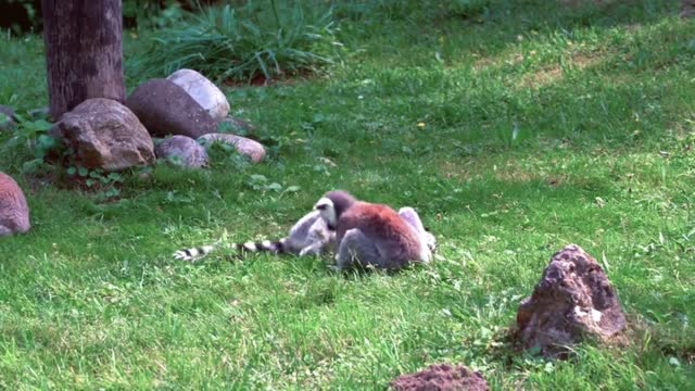 Kangaroo Boxing Fight |