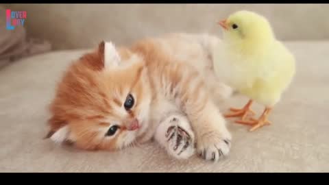 Cat and hen