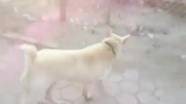 The Golden dog have a natural tail amputated