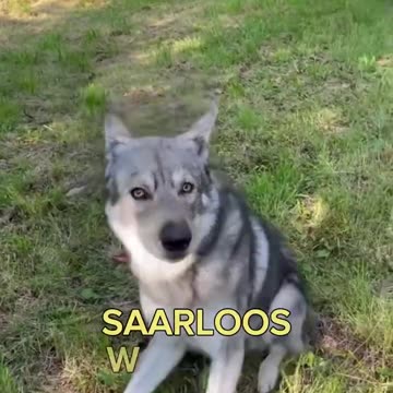 TOP 10 Dog Breeds That Look Like Wolves #shorts #shortsfeed #dogshorts