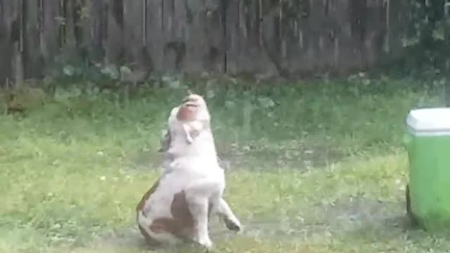 Bulldog Loves a Storm