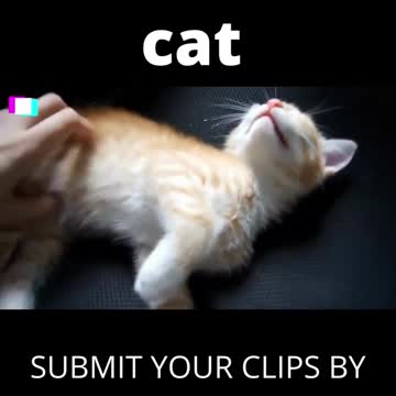 😍💓😍💓😍💓😍💓😍💓😍💓😍💓😍💓😍💓 #cats #shorts