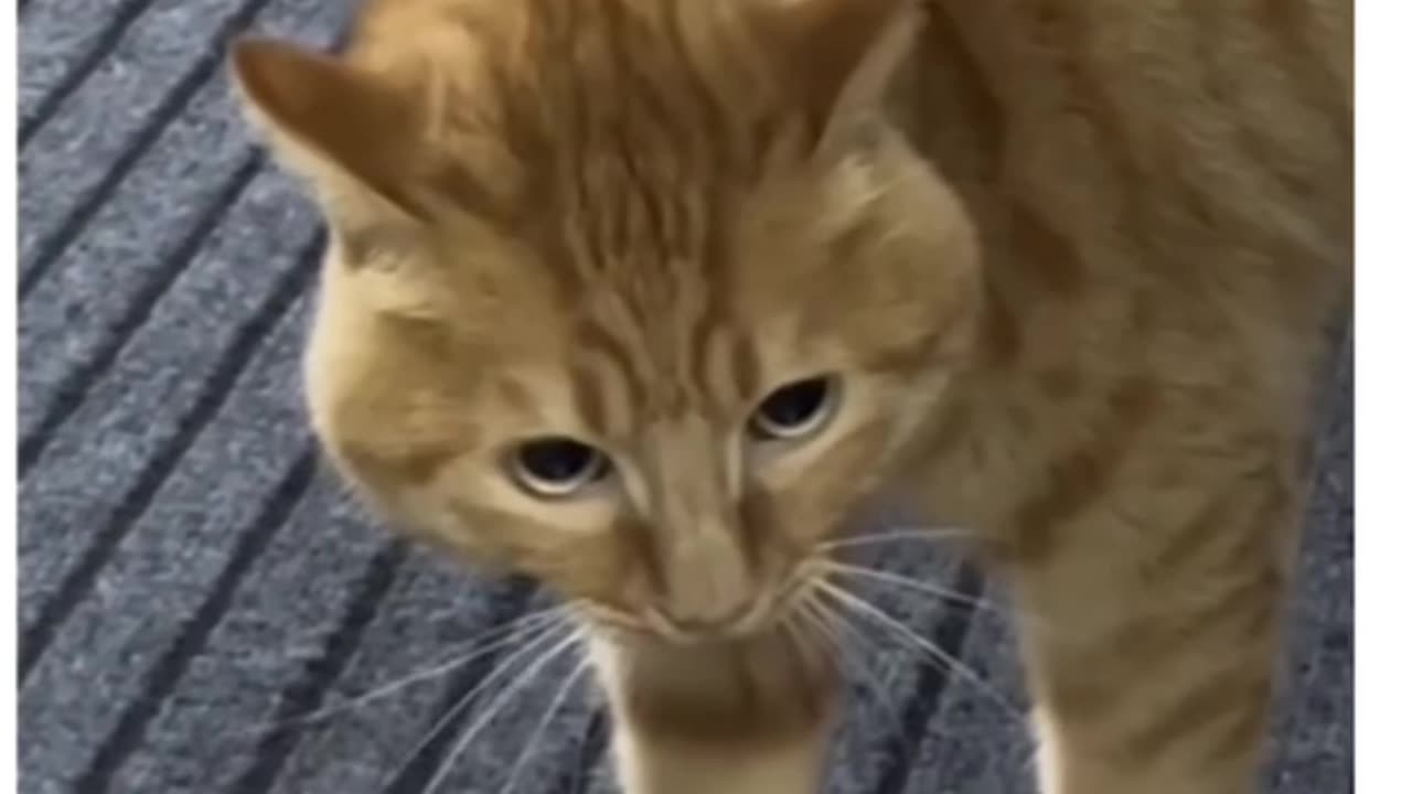 funny cat video