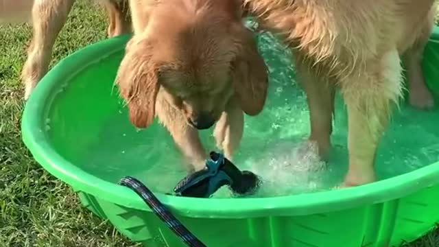 Two dogs playing with water