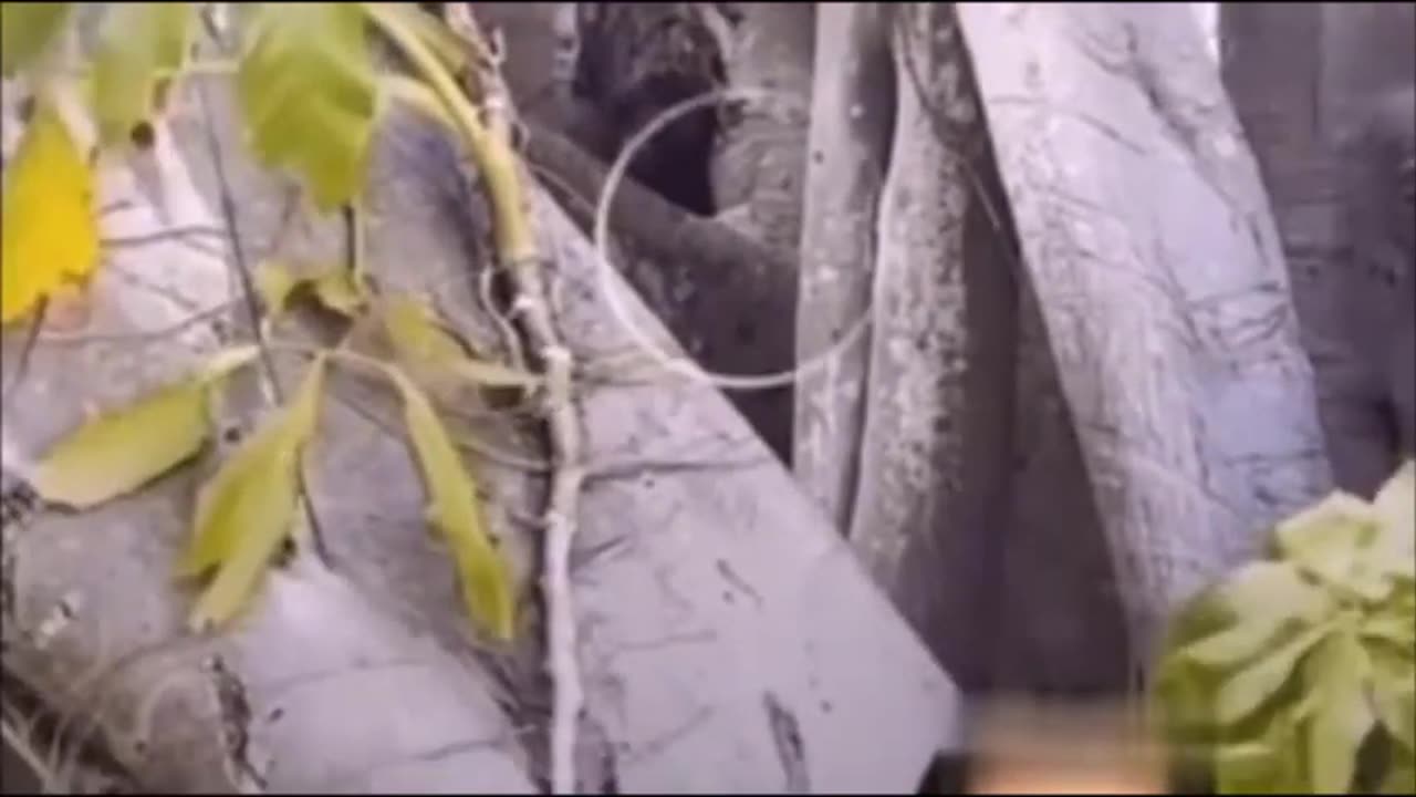 Un gars a filmé une petite créature humanoïde dans un arbre sur son flux en direct