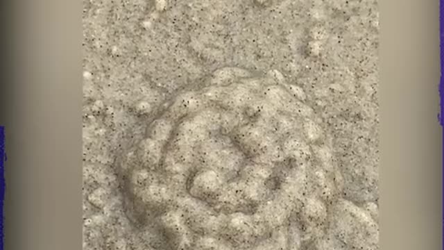 A crab builds its home in 30 seconds