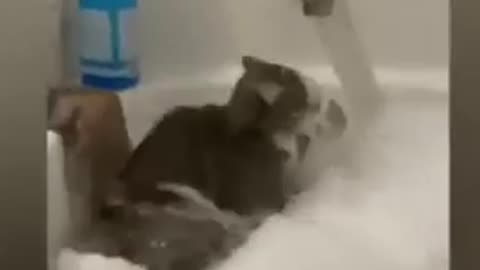 Funny animal videos 🤣🤣😹