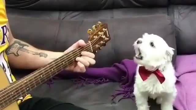 The dog is singing