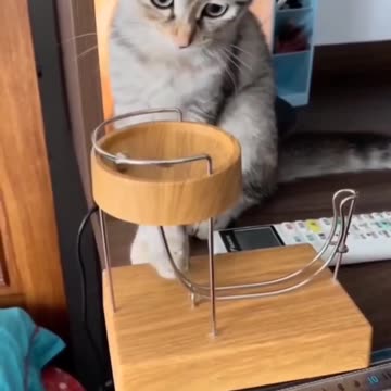 Cat video and Fanny cat video