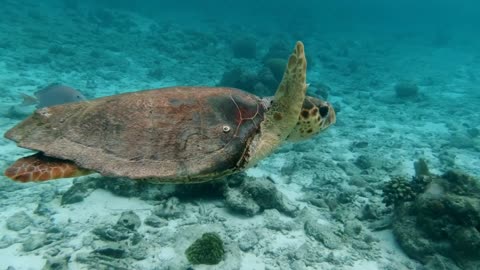 Under water butiful look and wonderful scences