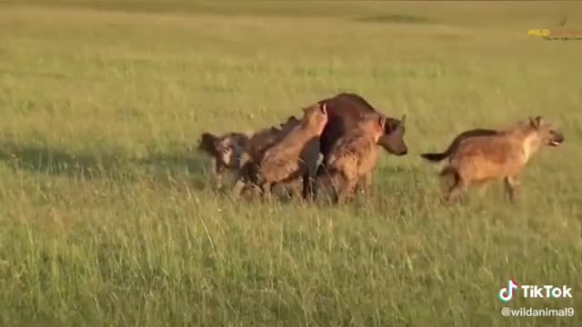 WILD ANIMALS HUNTING PREY COMPILATION RELAX FOR LIFE ​​​#4