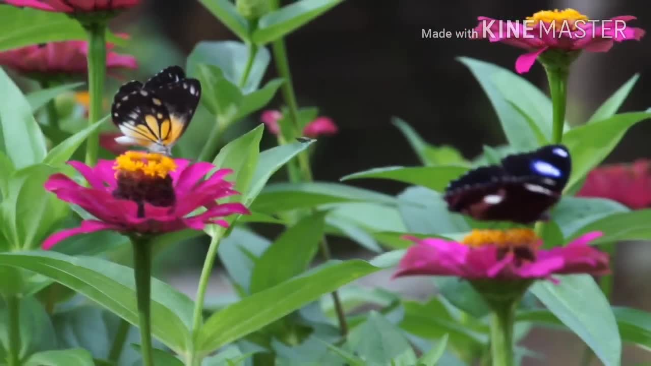 Vlog butterfly in flower garden