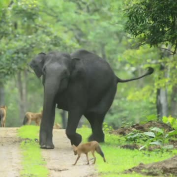 An elephant herd of 10 females and 2 calves was lying on the road