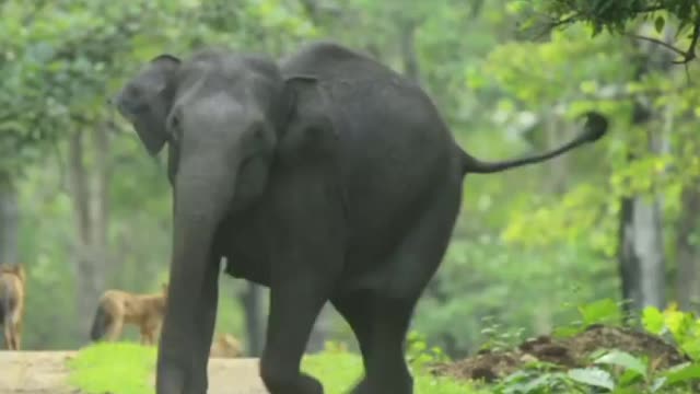 An elephant herd of 10 females and 2 calves was lying on the road