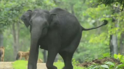 An elephant herd of 10 females and 2 calves was lying on the road