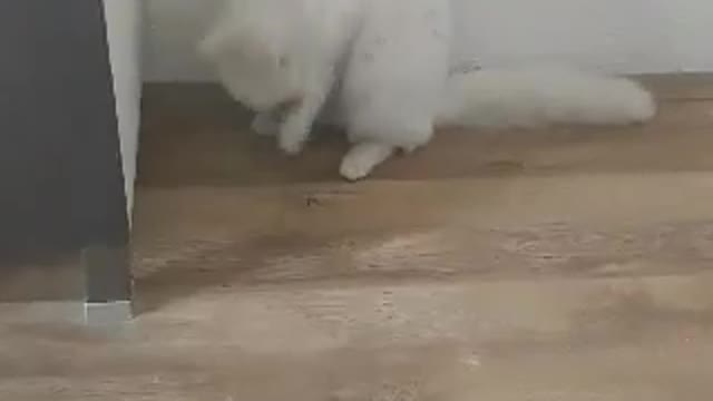 the kitten is playing with the cookie