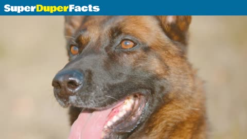 German Shepherd Facts - Dog 101#Factvideo1