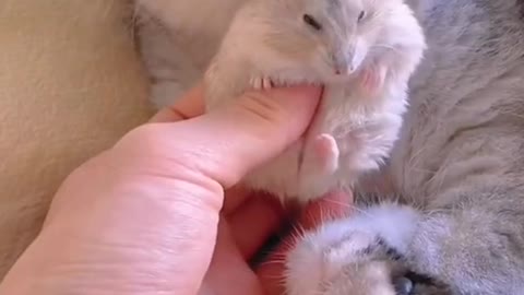 Hamster wants to cuddle when cat nose is so cute