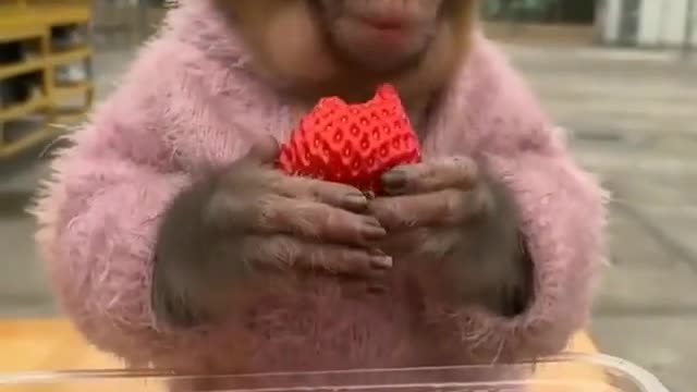 Monkey having a box of strawberries