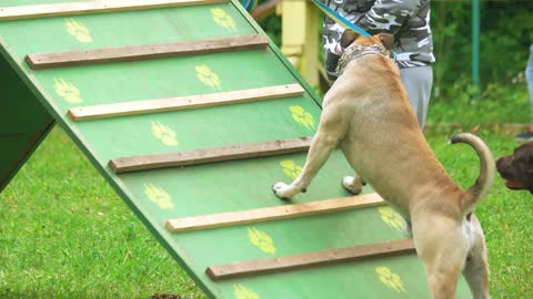 Dogs are preparing for running on the dog walk equipment. Dog is going to go upstairs