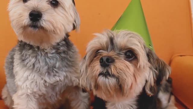 cute dog's very cute 🥰🥰🥰#shortvideo #tiktokvideo #tranding by cute Animals 🥰🥰