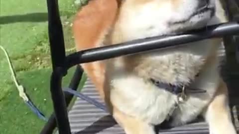 Cute puppies you wanna watch doing funny things