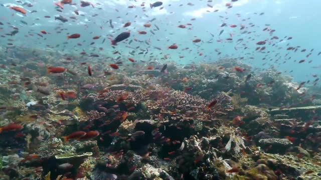 Beautiful school of fish!