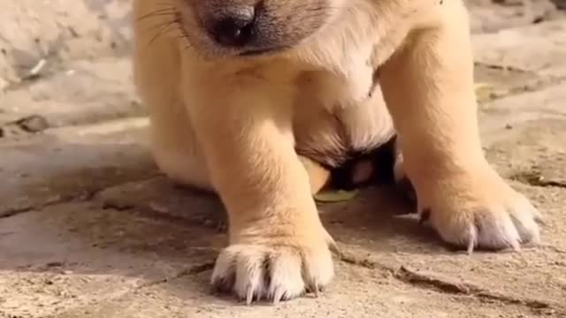 Very very cute puppy