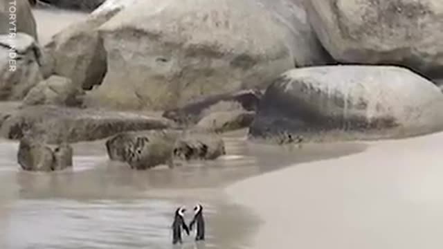 Incredible two penguins holding flippers