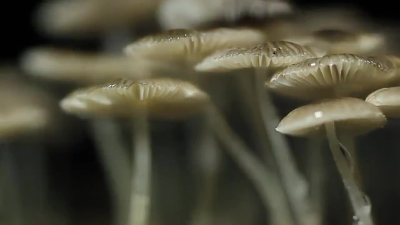 Mycena Mushrooms