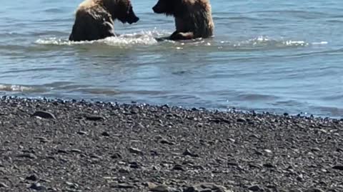 two-bears-at-lake-clark-national-park-alaska