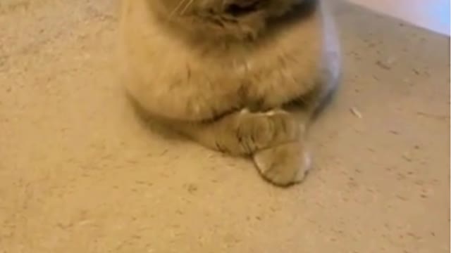 Very funny odd cat