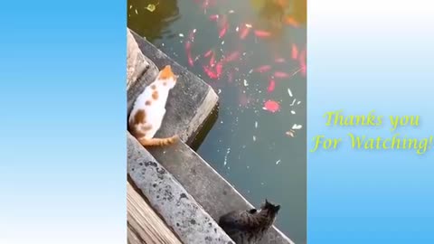 Top Funny Cat videos - 2022